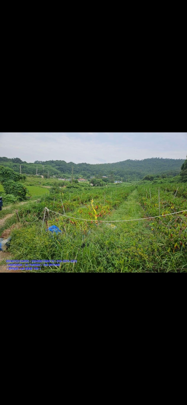 고추대 뽑기 및 비닐정리 공고 썸네일