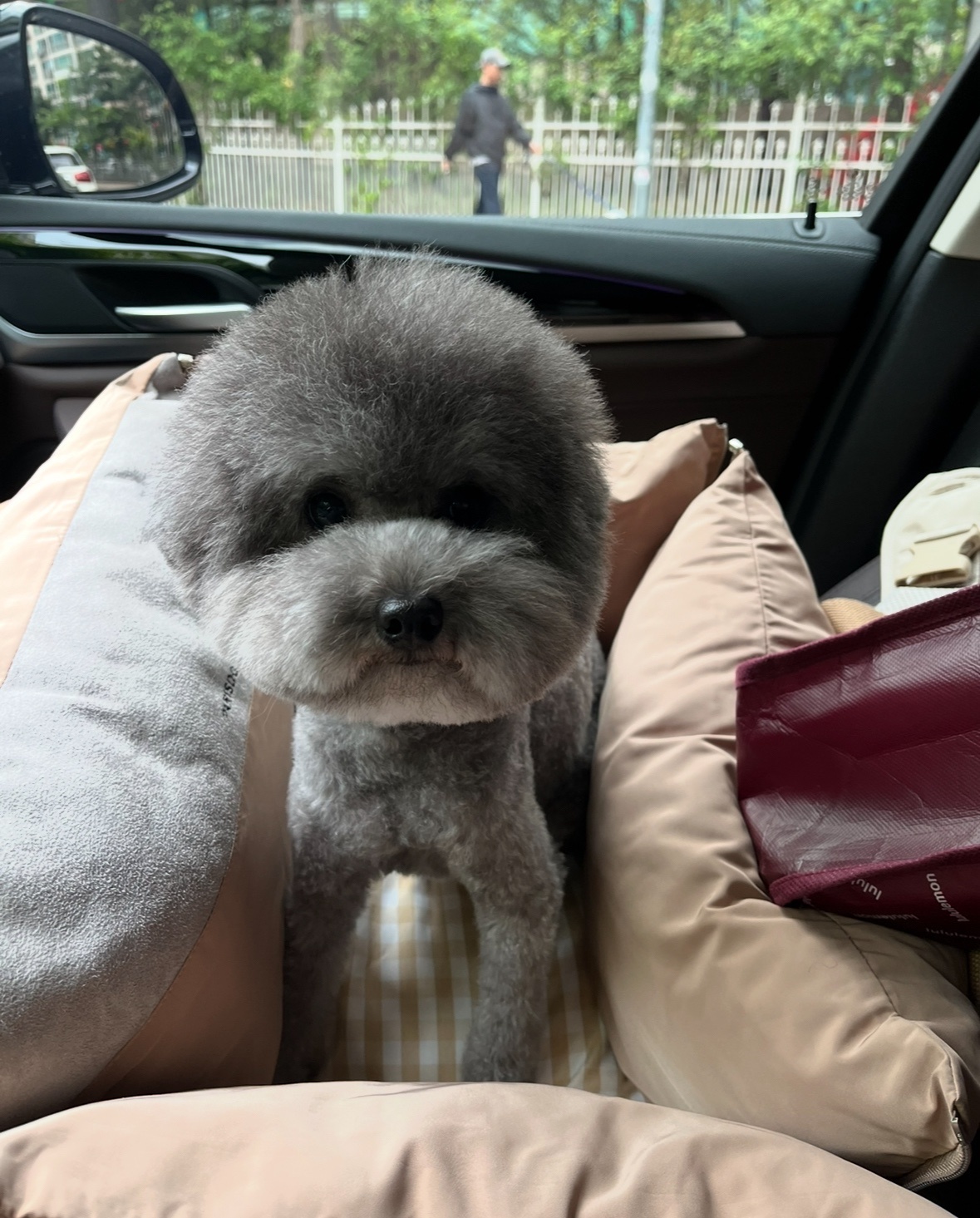 펫시터 강아지 돌봄 6박 구해요~ 10/7-13 공고 썸네일
