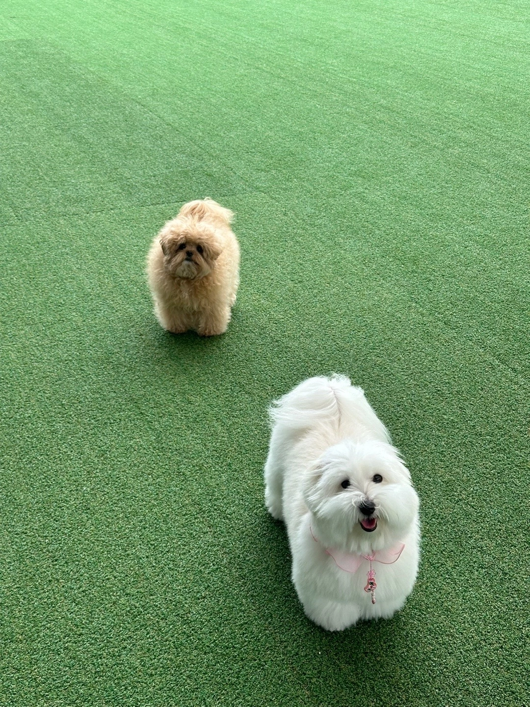 애견카페 주말 알바