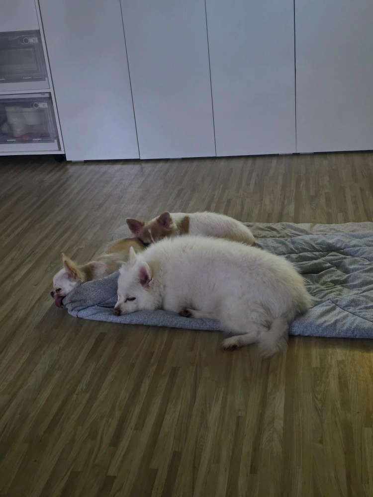 강아지 임시보호가능하신분