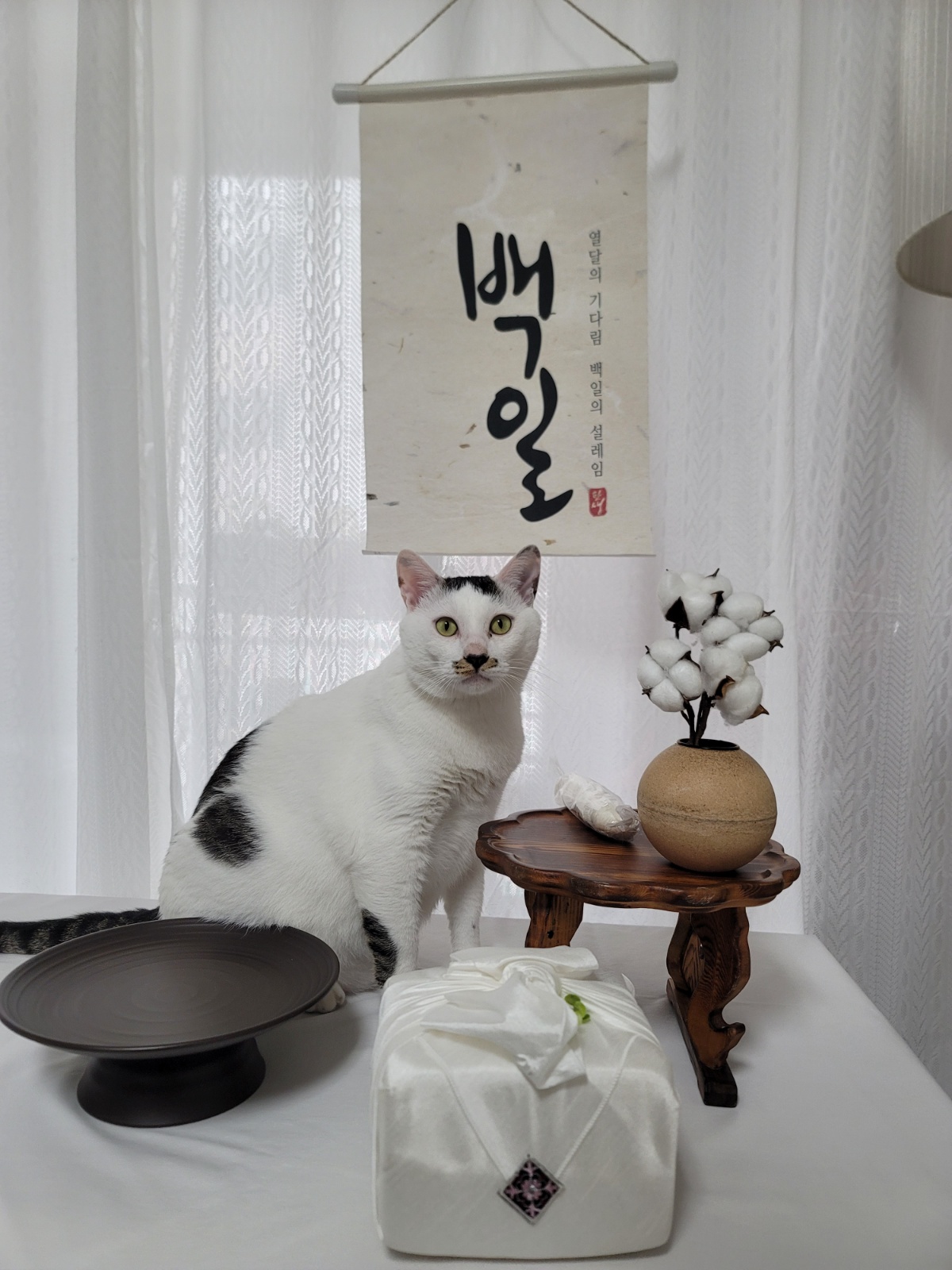 저희집 순둥이 3살 고양이 돌봐주실분! 공고 썸네일