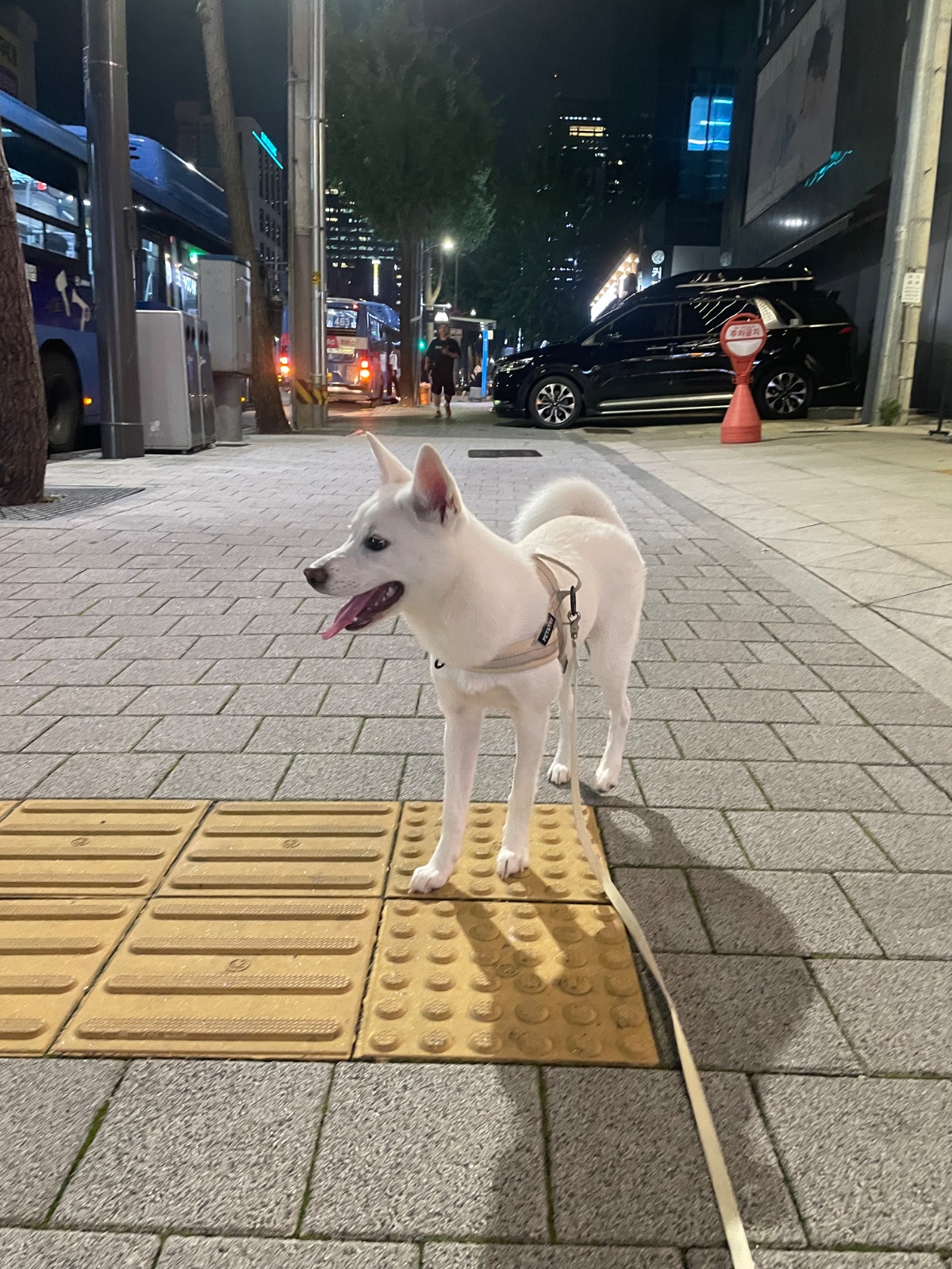 진돗개8개월 산책 공고 썸네일