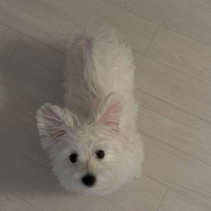 강아지 돌봐주실 분 구해요~