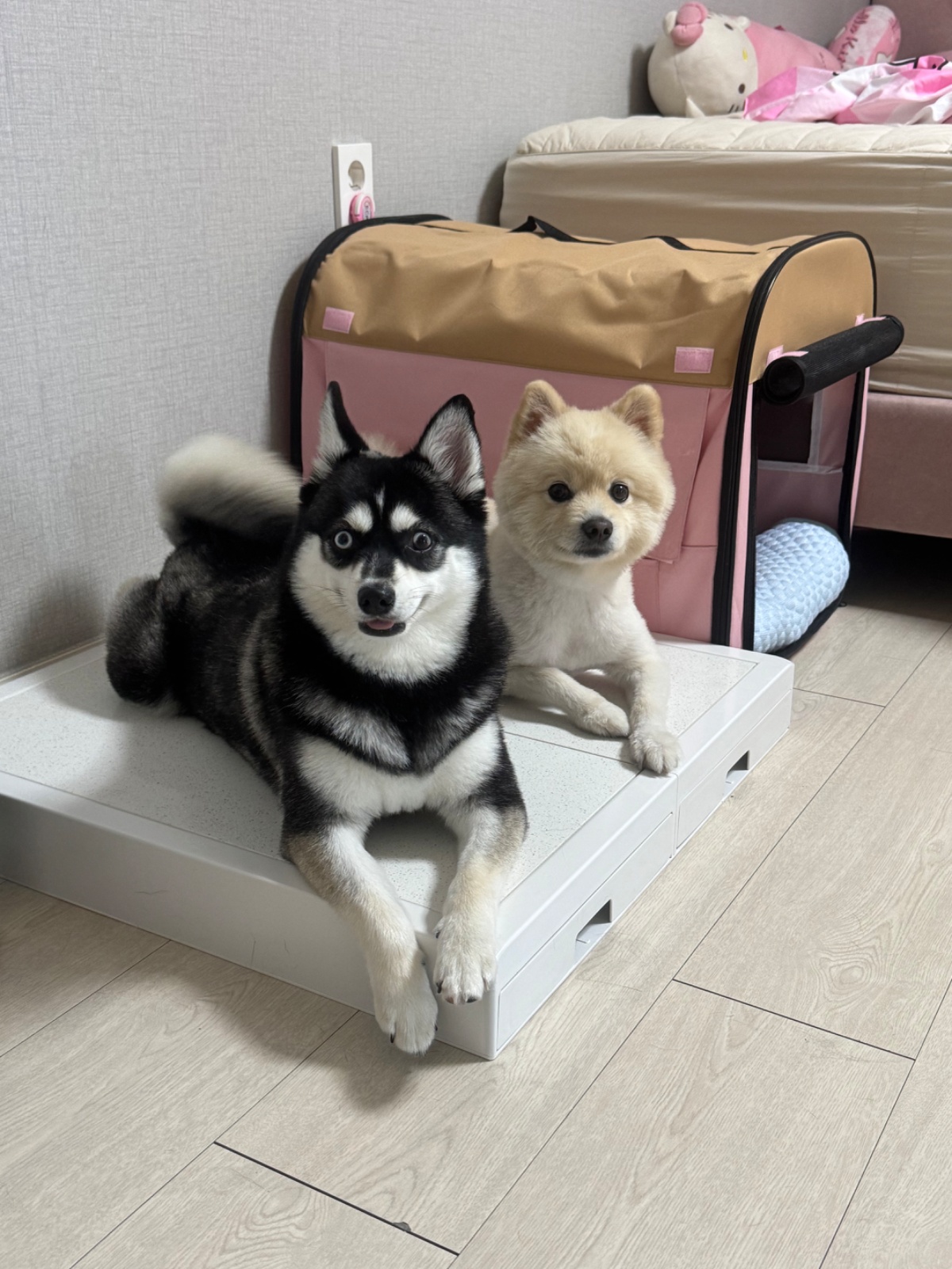 10/4-10/8 강아지케어 공고 썸네일