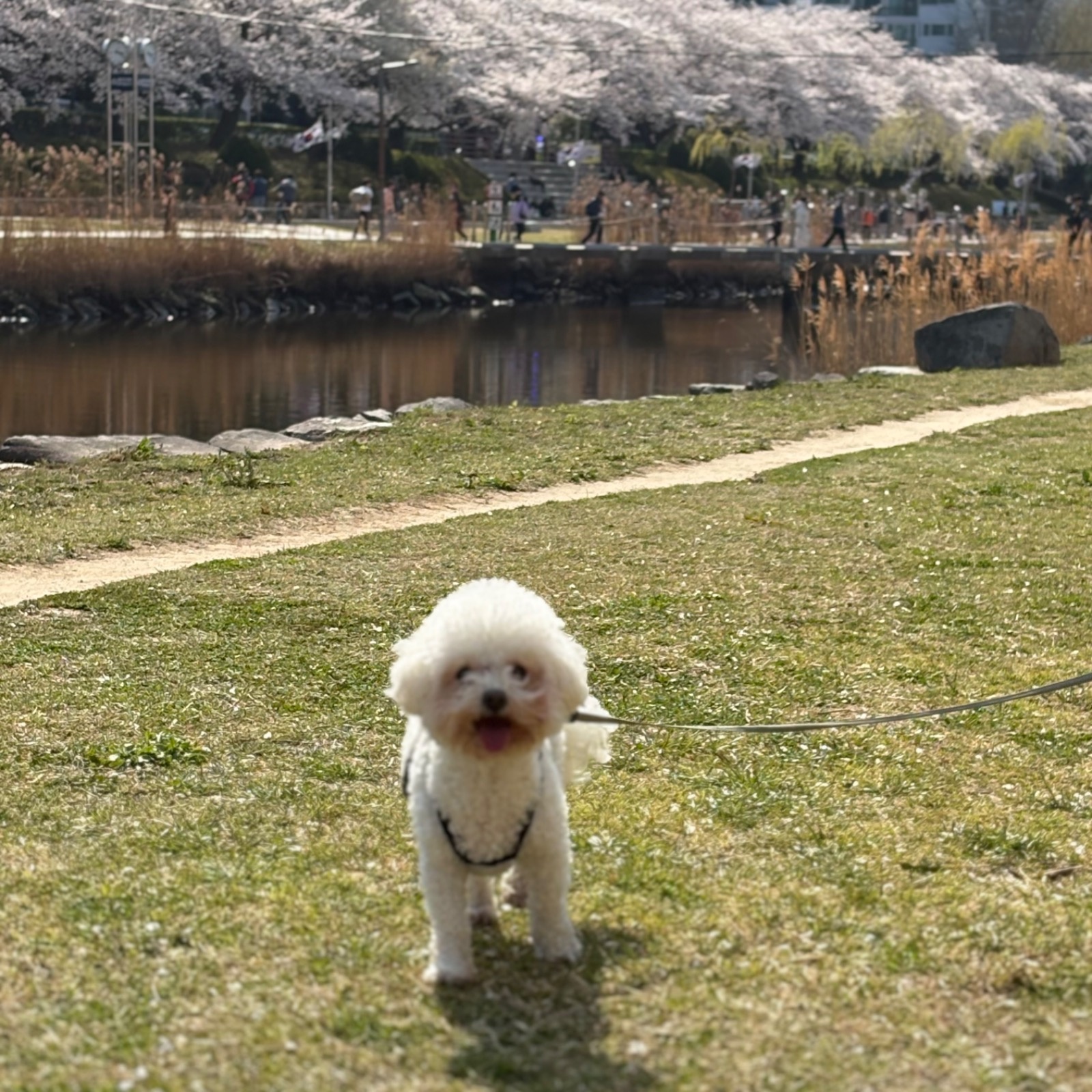 강아지 안아서 짧은거리 이동 ㅜㅜ 공고 썸네일