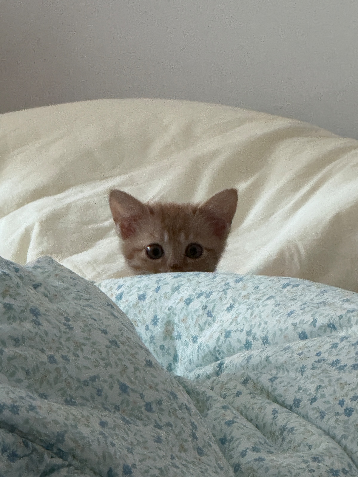 [10월 28, 29, 30일] 아기고양이 돌봐주실 분 공고 썸네일