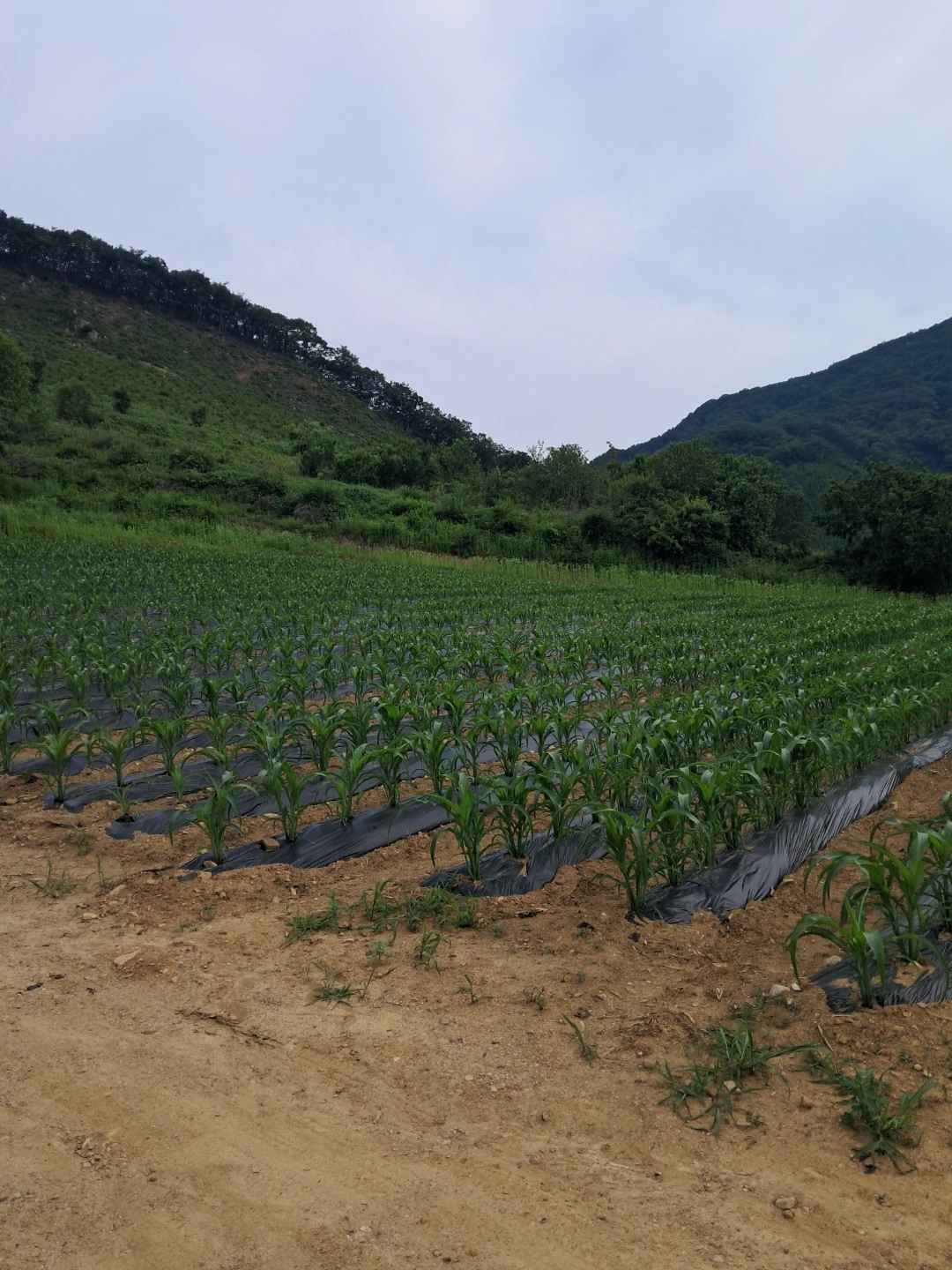 야간옥수수수확