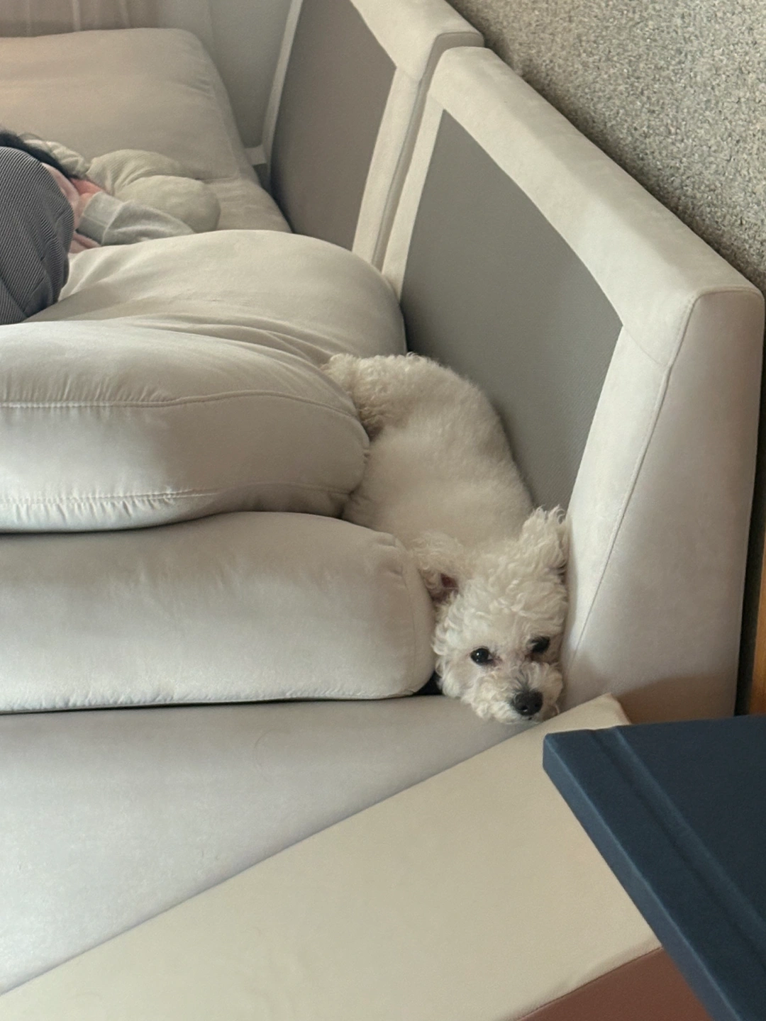 강아지 산책 알바 구해요