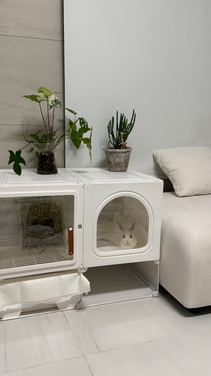 고양이/토끼한마리/새한마리 돌봐주실분(똥오줌X)