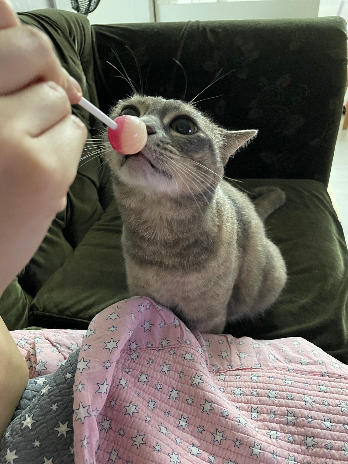 고양이 화장실 청소해주실 분 구해요 공고 썸네일