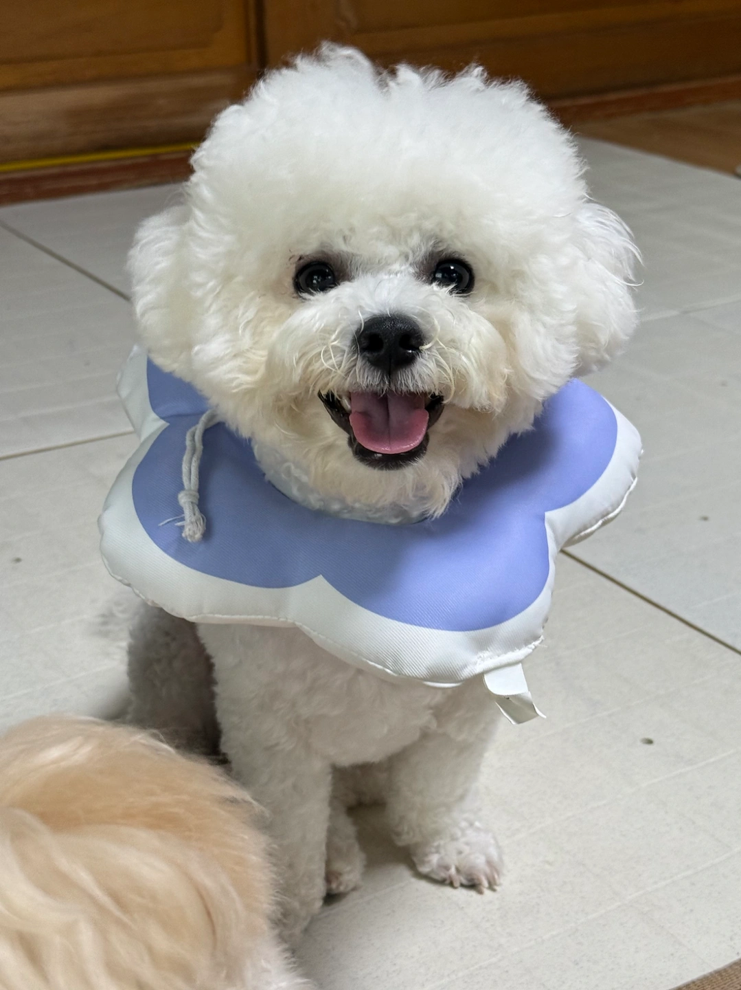 8월 강아지 돌봐주실 분 찾습니다