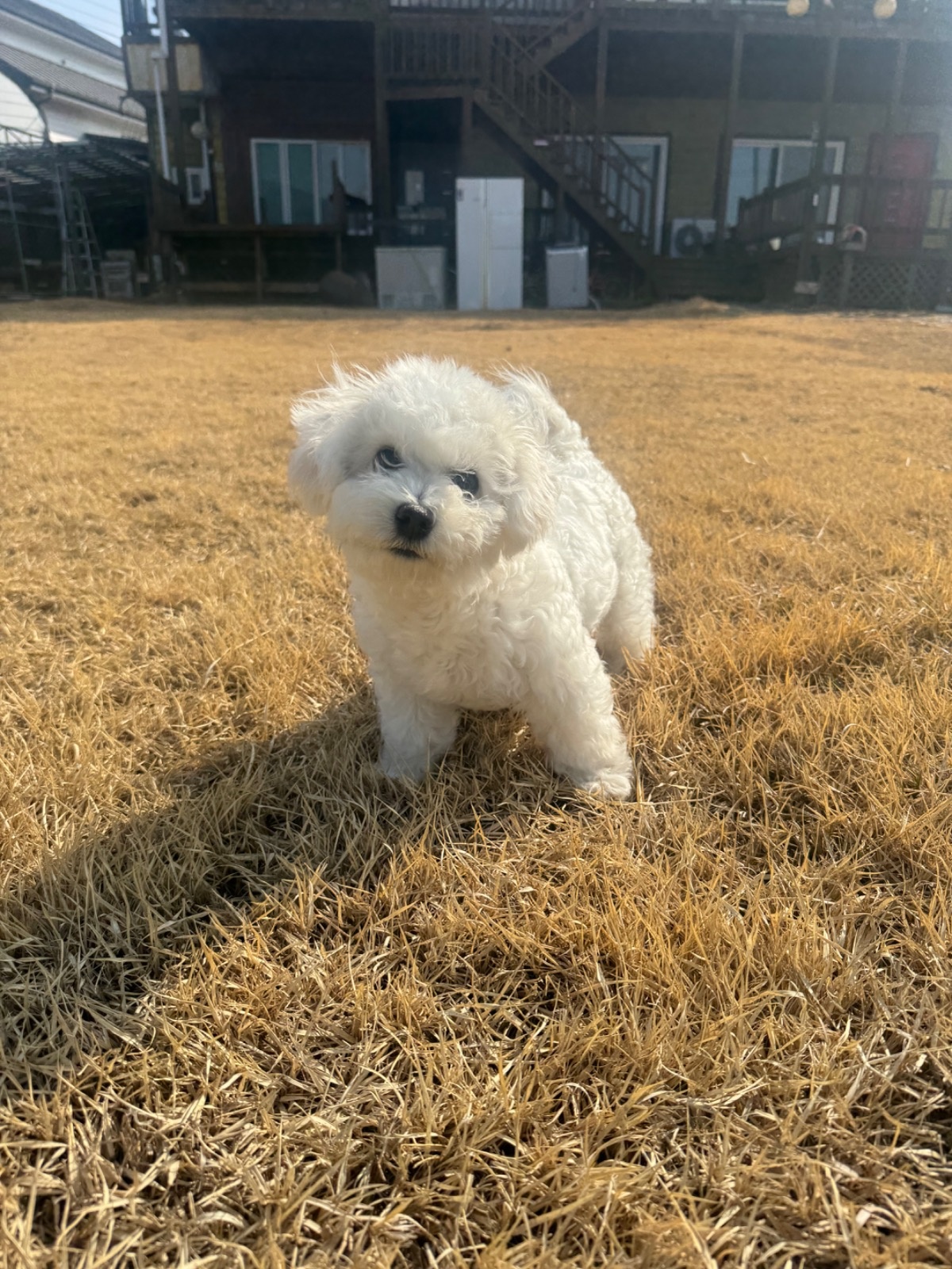 강아지 미용 공고 썸네일