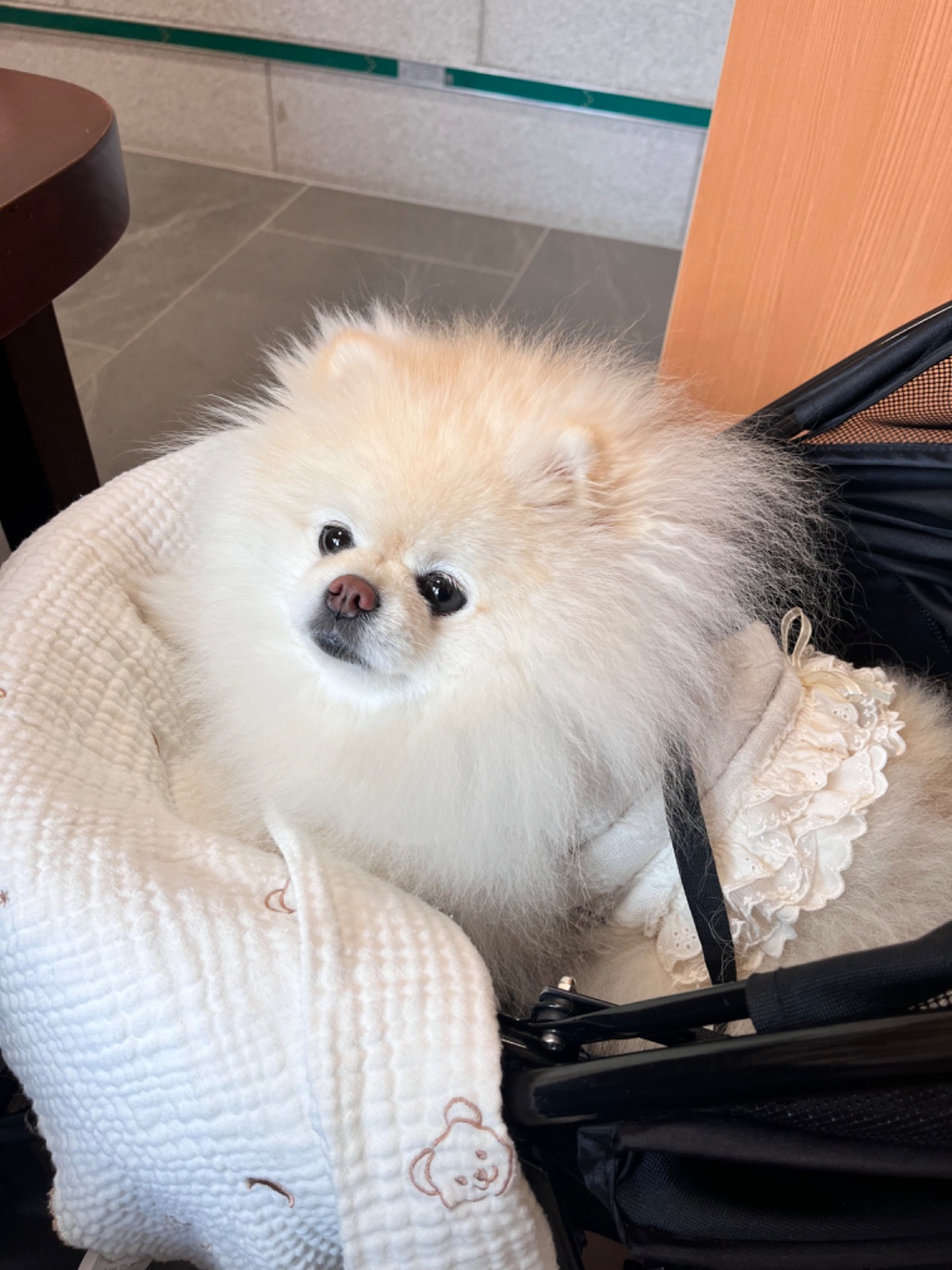 강아지 산책 공고 썸네일