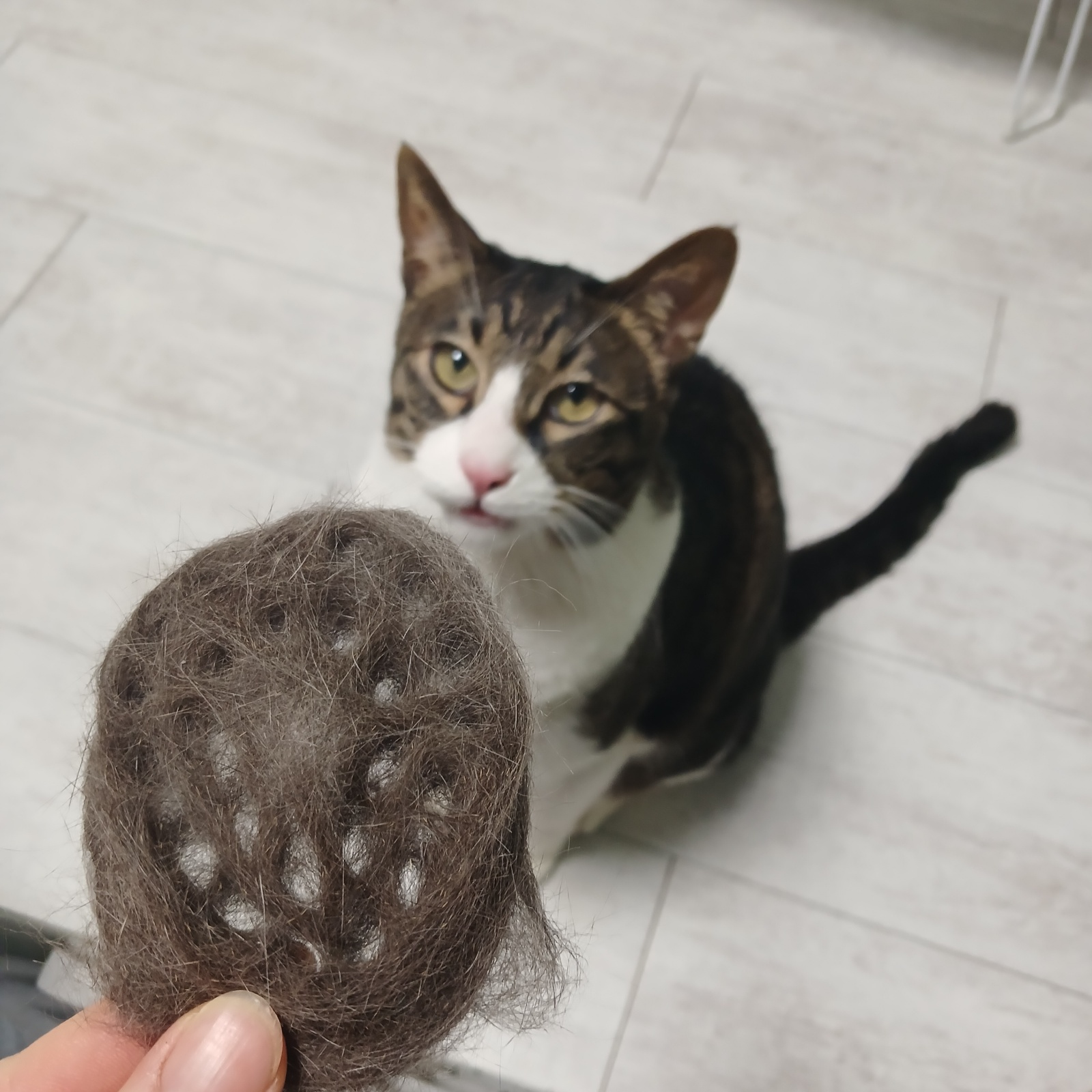 4살 고양이 돌봄 구합니다! 공고 썸네일