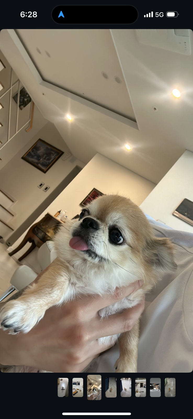 짐정리 및 강아지돌봄 공고 ��썸네일