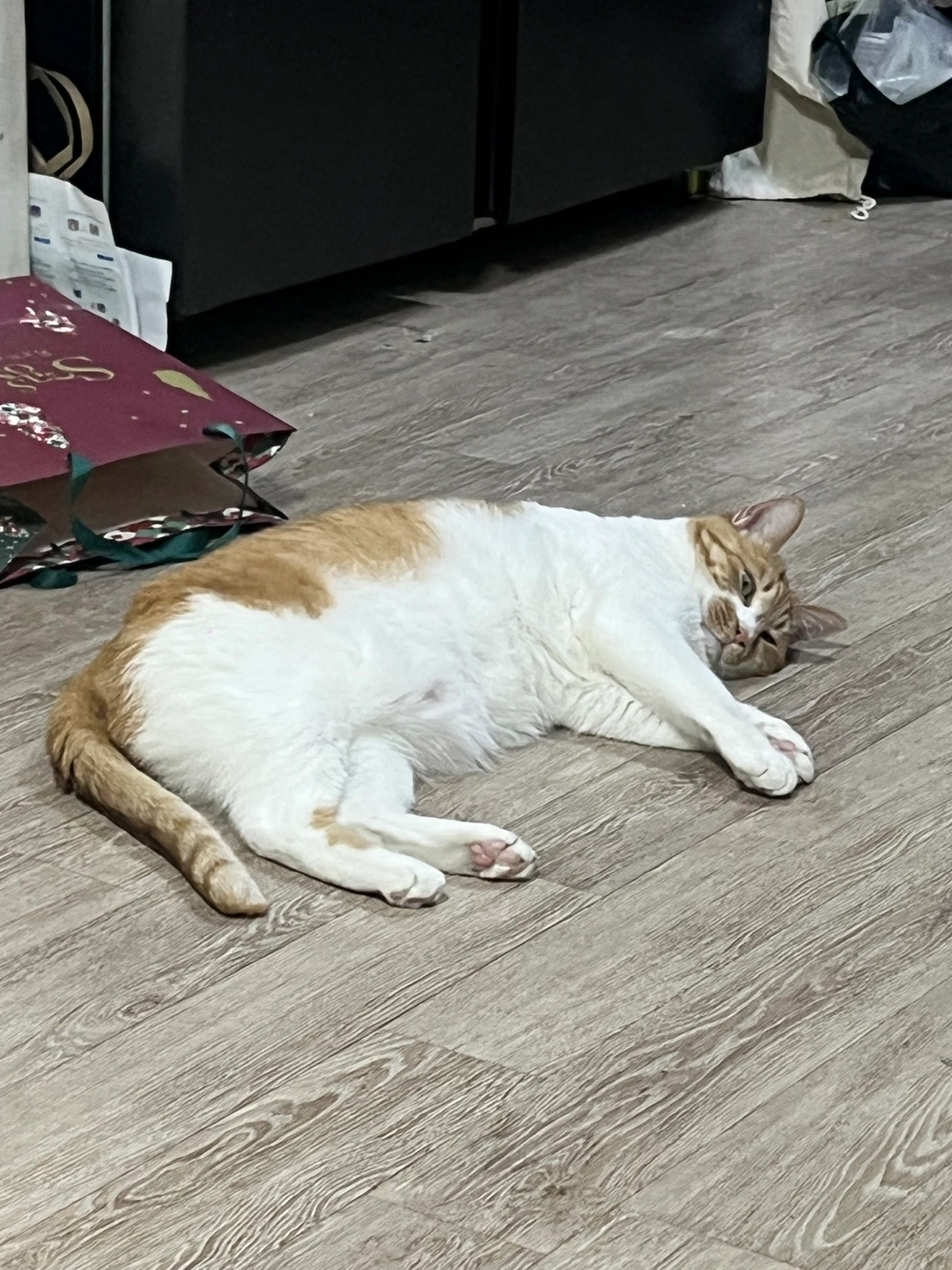 고양이 5개월 임보가능하신분 !!