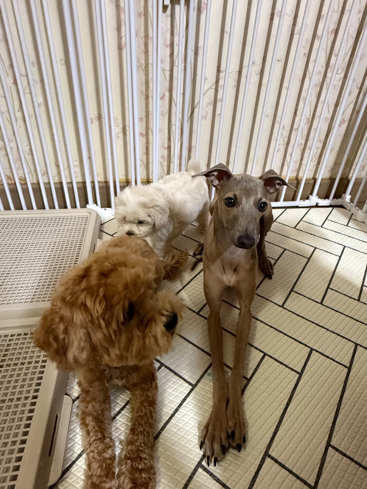 강아지 산책 & 돌봄 서비스 합니다 공고 썸네일
