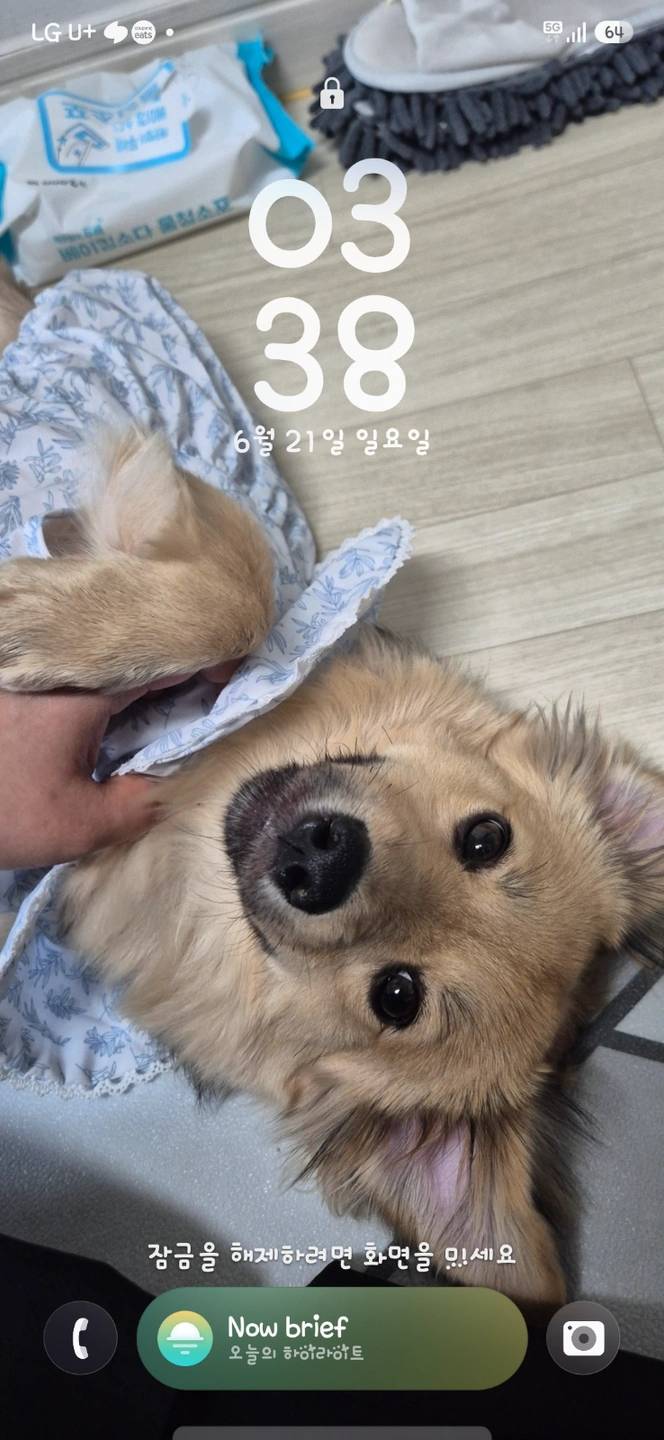 강아지 돌봐주실분