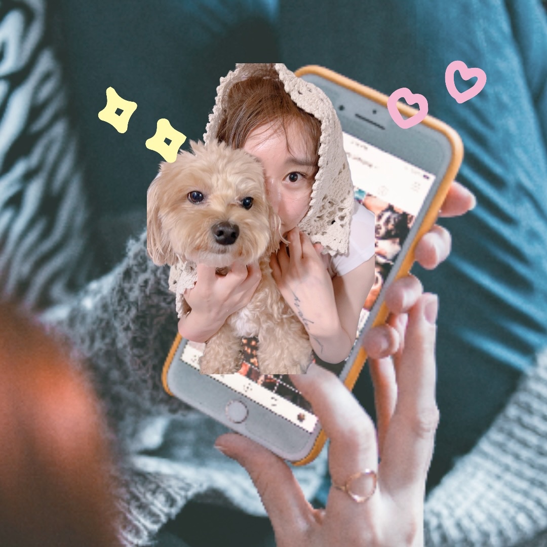 강아지산책 부탁드려요 애교만점 말티푸입니당 순해오 공고 썸네일