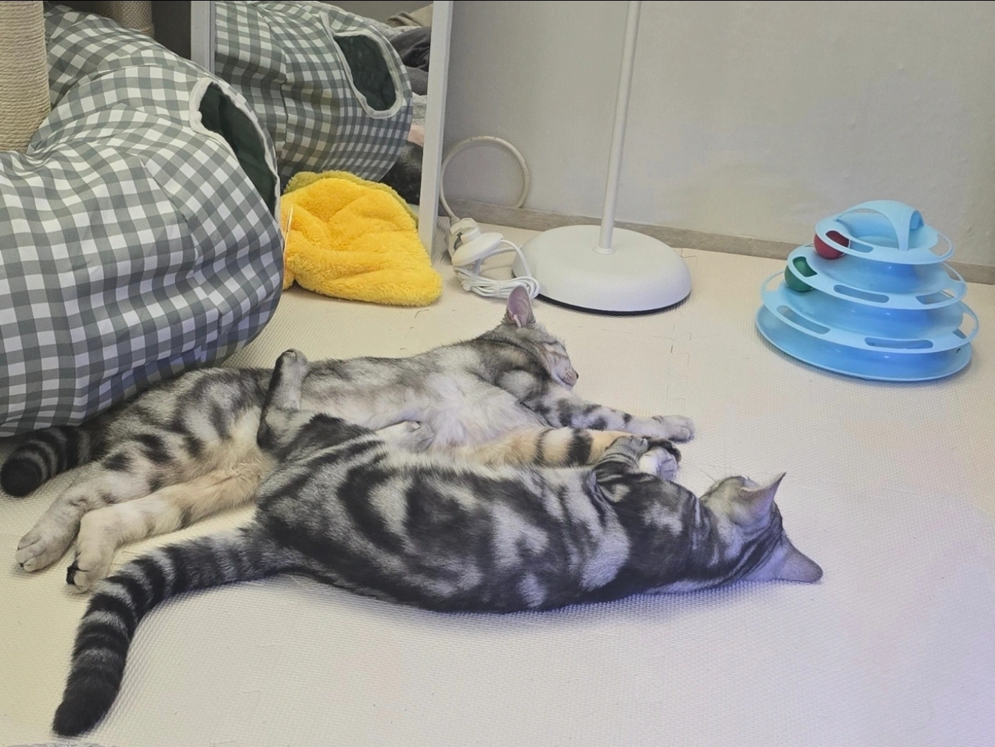 고양이 사냥놀이 알바