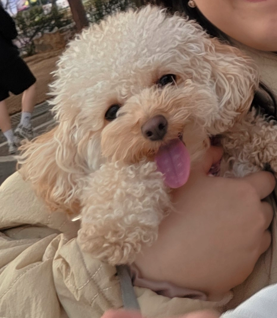 토이푸들 임시보호구해요