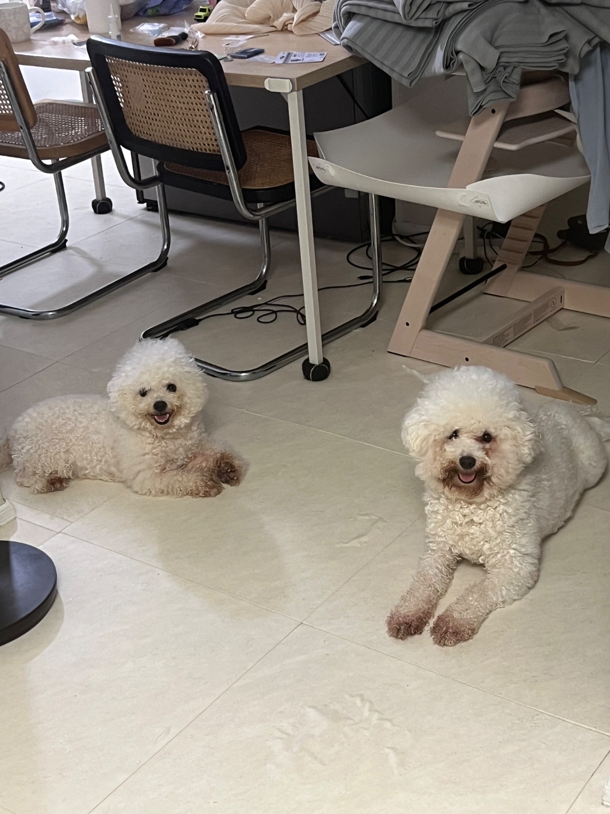 [잠실한신코아] 22개월 여아 돌봄 비숑 강이지 2있음 공고 썸네일