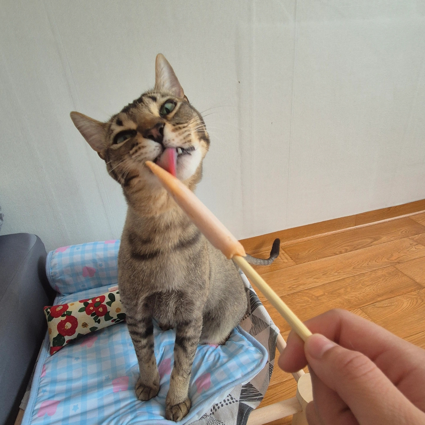 정기)고양이 화장실 전체갈이 해주실분구합니다.민자x