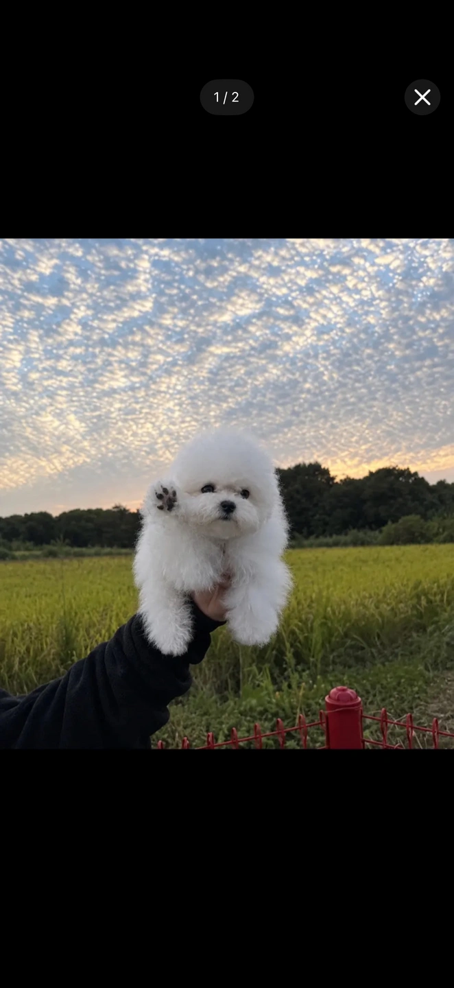 애견 방송 직원 구합니다 ( 얼굴 절대 안나와요 )