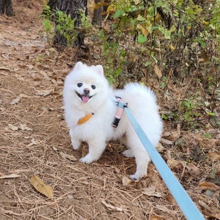 강아지 산책 알바 공고 썸네일