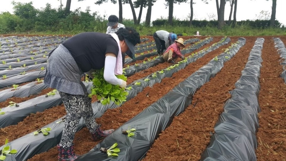 배추심으로 영광가실분 공고 썸네일