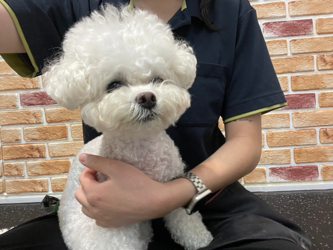 애견유치원 파트타임 청소 알바 구합니다 공고 썸네일
