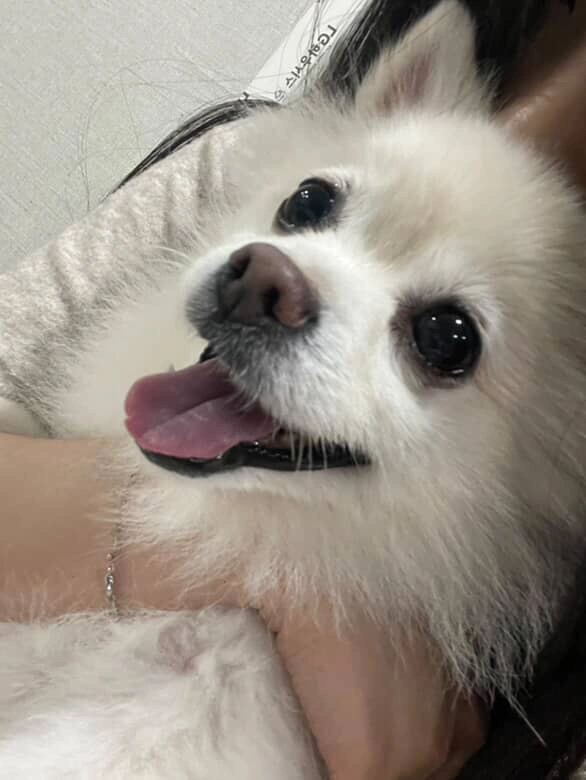 강아지 두마리 맡아주실분!