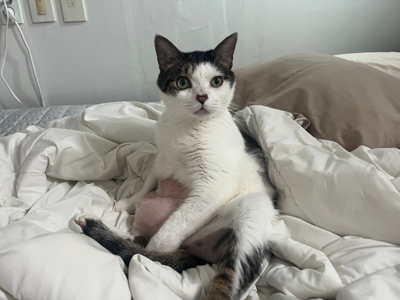8/16 토, 8/17 일 고양이 돌봄 공고 썸네일