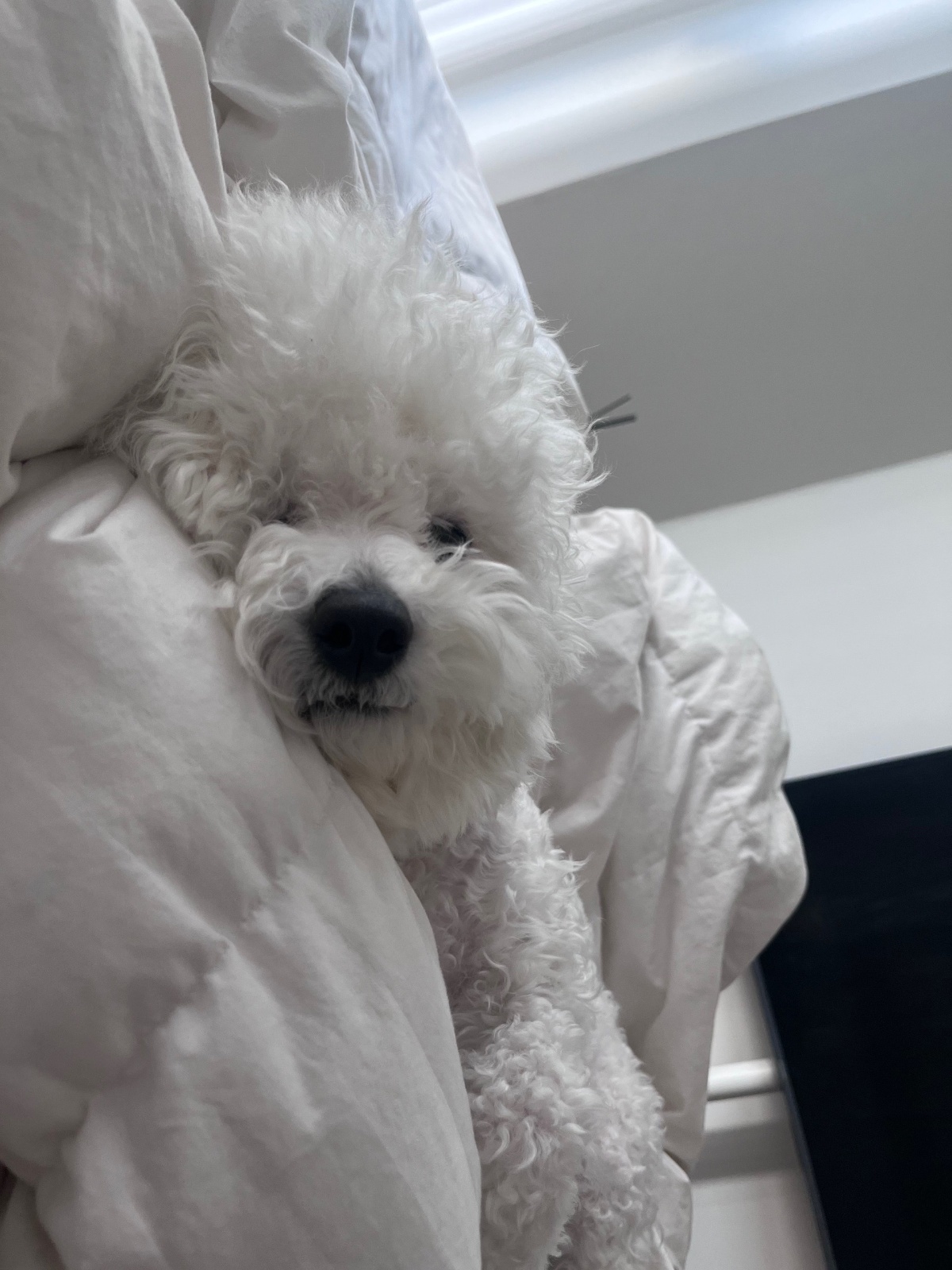 강아지 돌봄 9월16일~26일 공고 썸네일