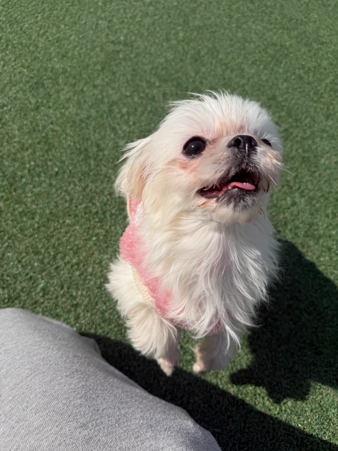 말티즈 오늘 아침부터 2박3일 돌봐주실분