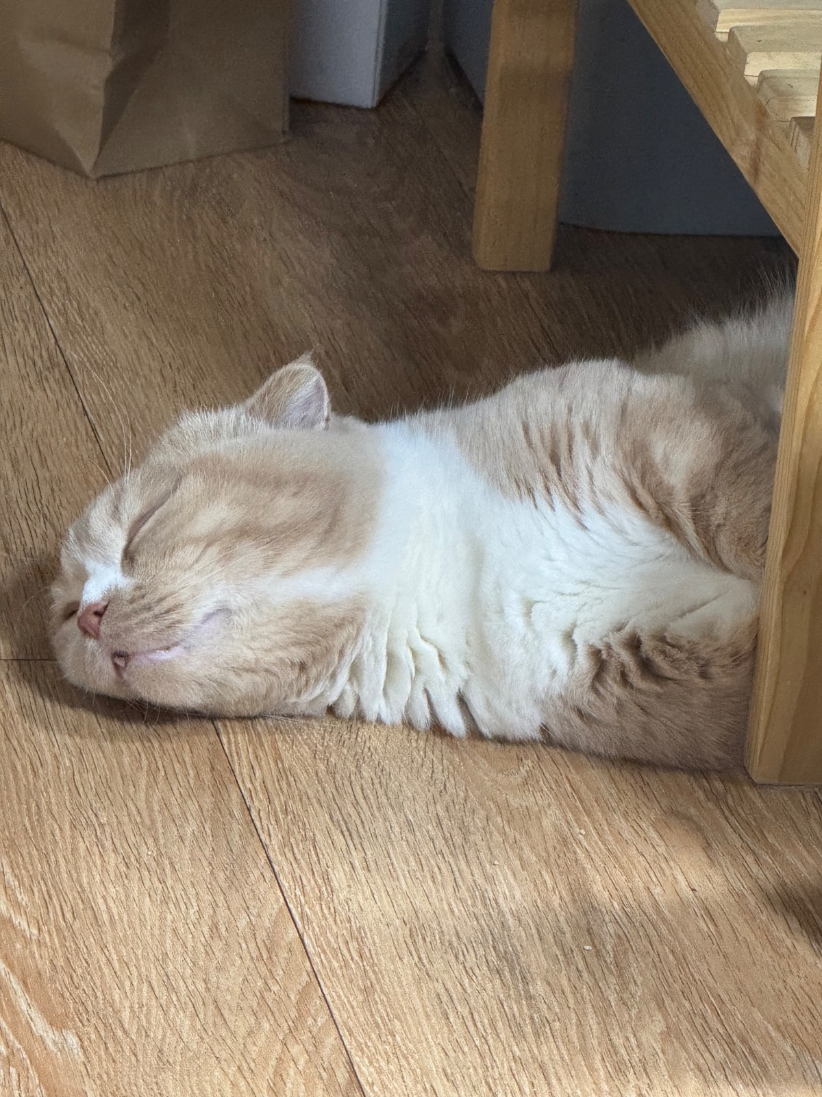 집청소 고양이 두마리 있음 공고 썸네일