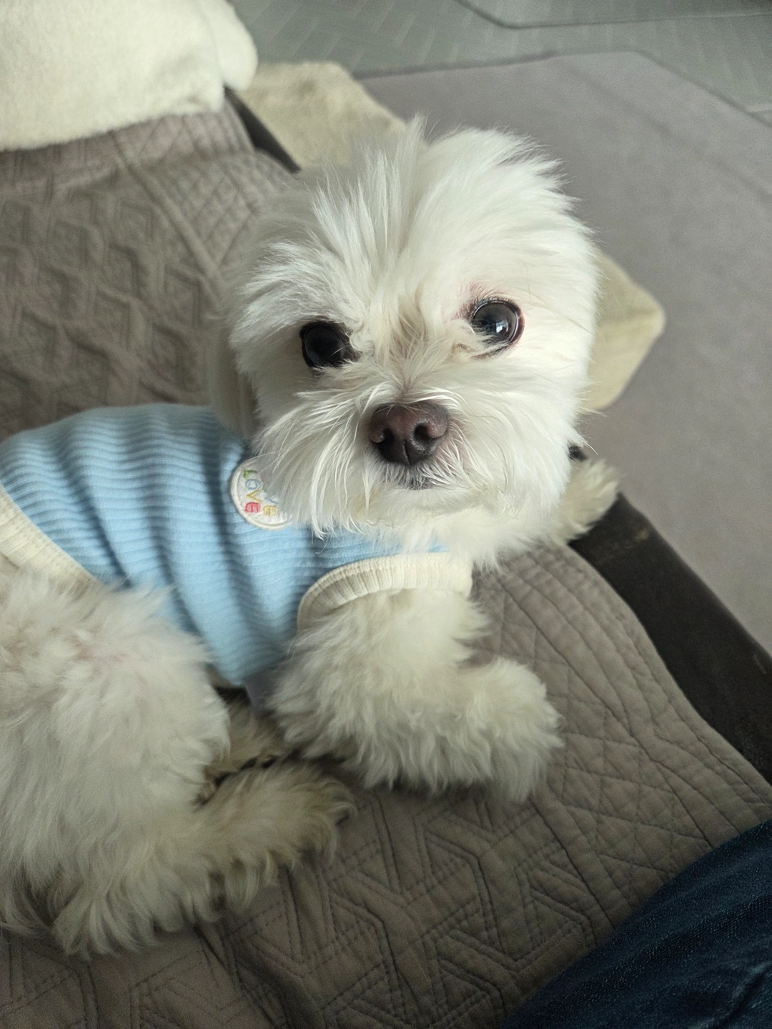 강아지 돌봄