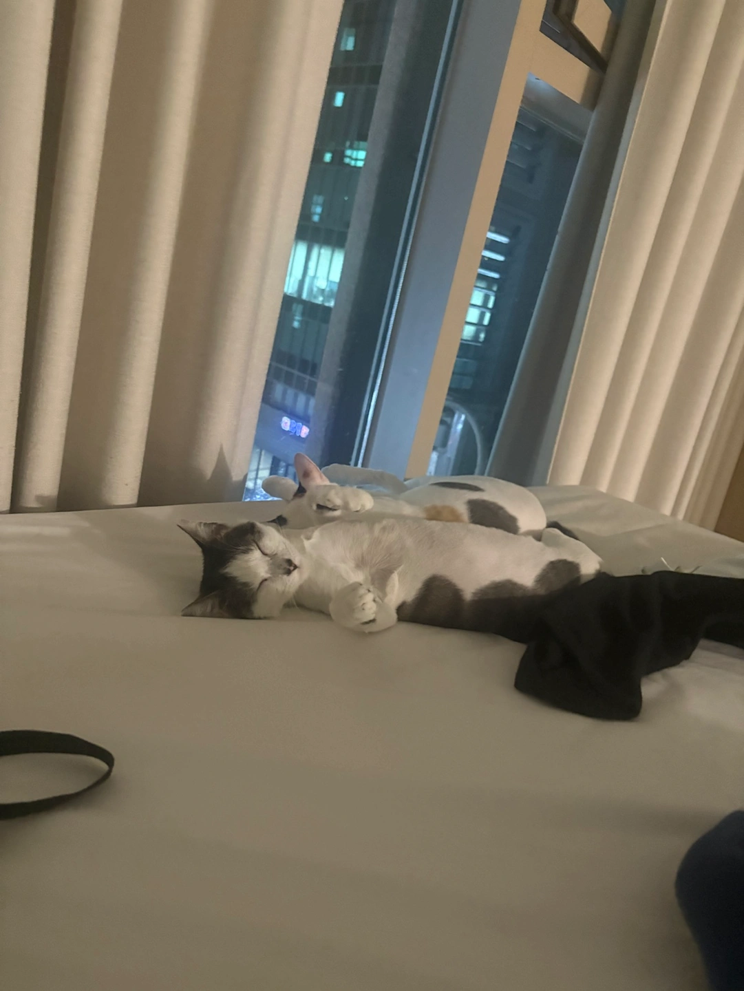 매주 고양이 돌봐주실분 구해요 ㅠㅠ