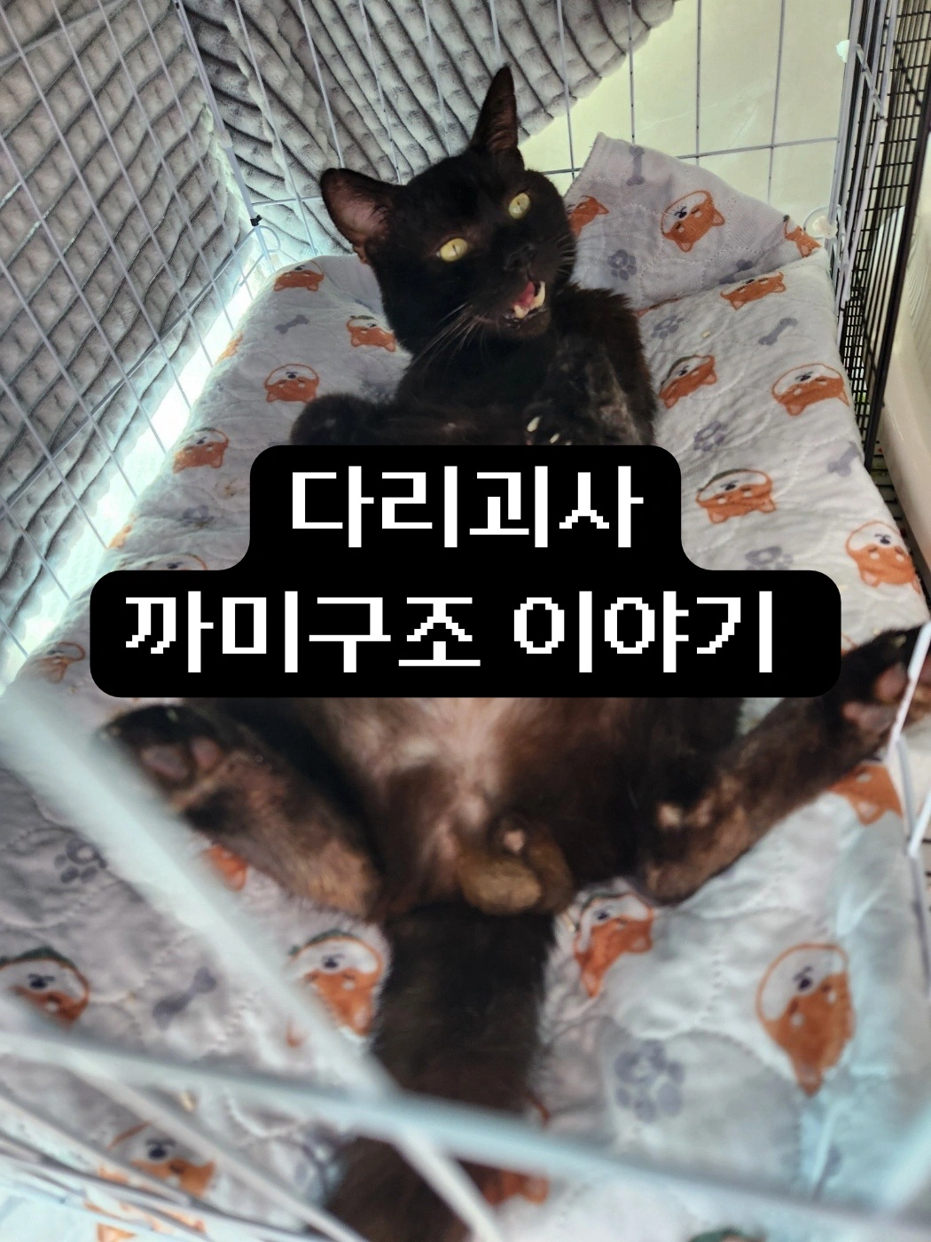 구조묘 임시보호자를 찾습니다