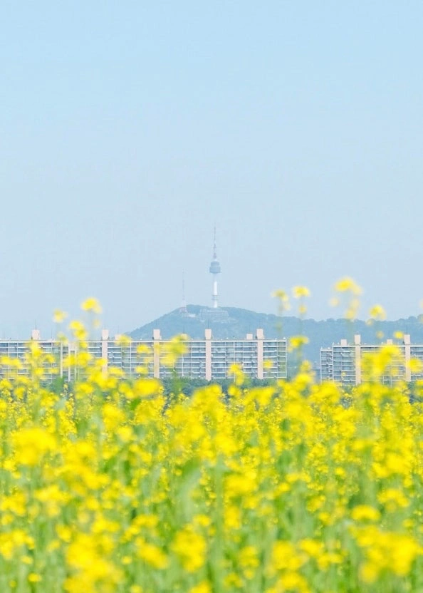 한강 서래섬 단기알바