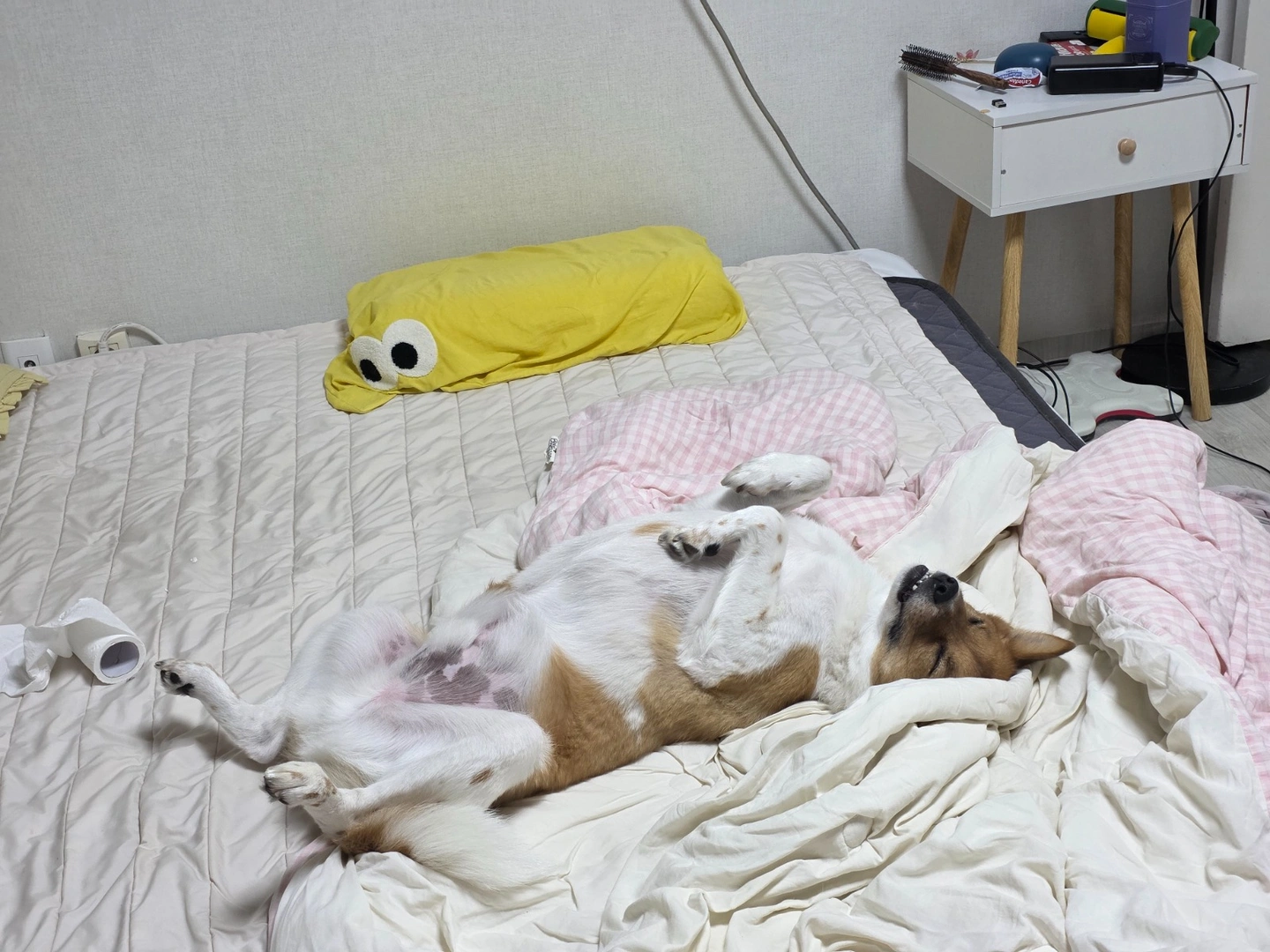 강아지 산책구해용