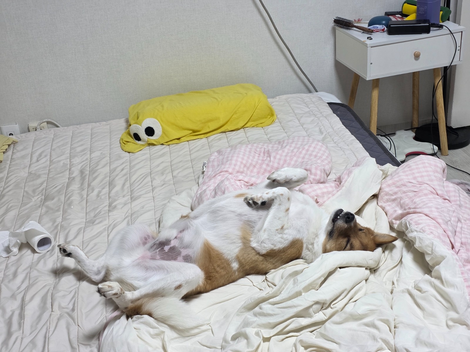 강아지 산책구해용 공고 썸네일