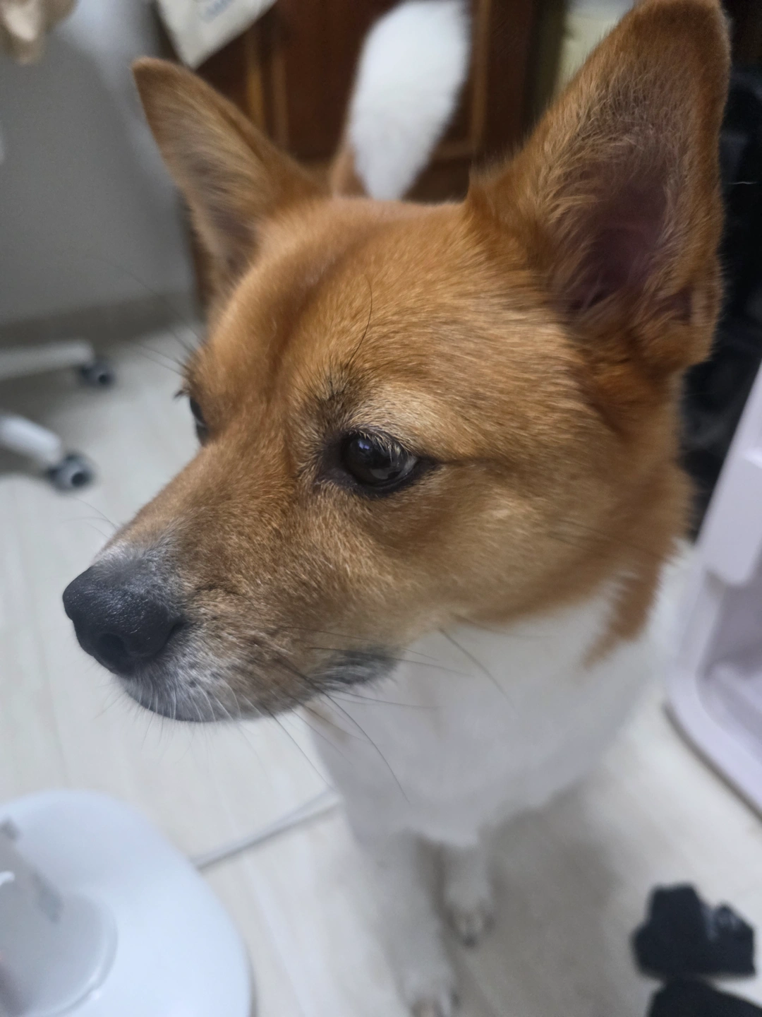 강아지 산책 및 돌봄