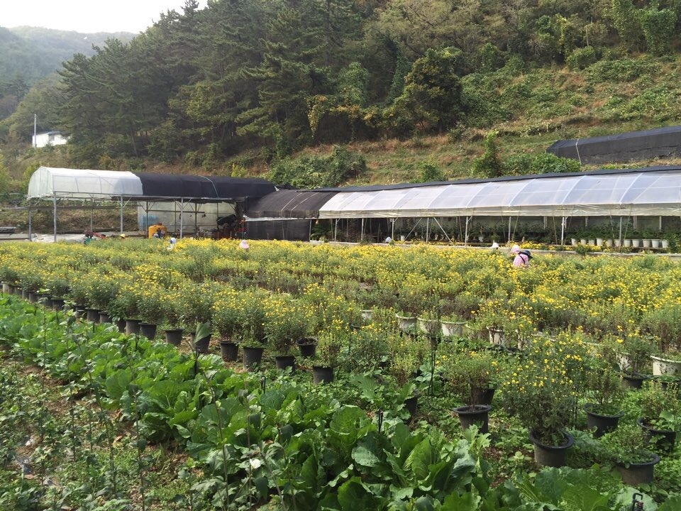 농촌 일손 구합니다.(밭일) 공고 썸네일