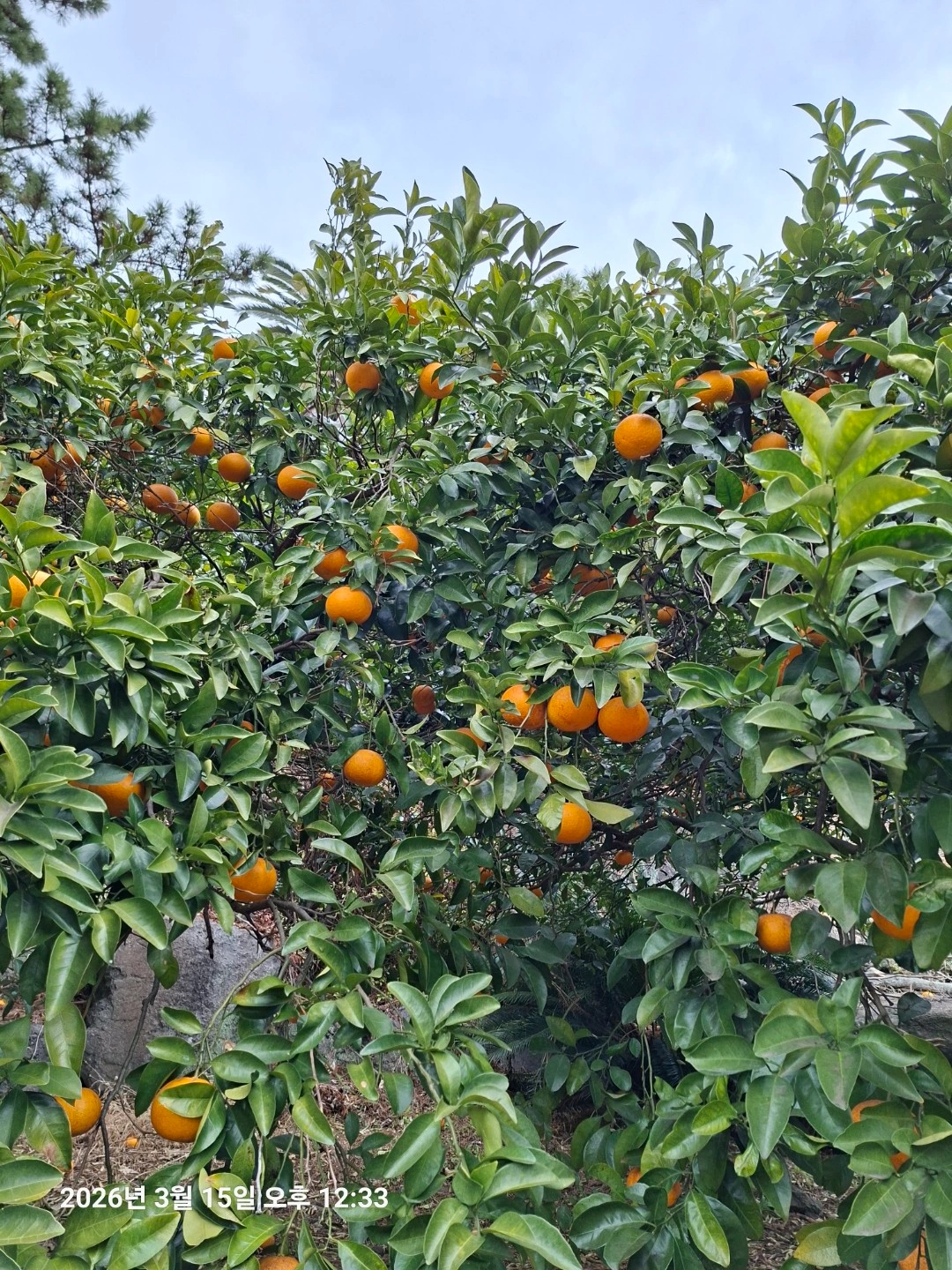 사과적과,포도알솎기유경험자
