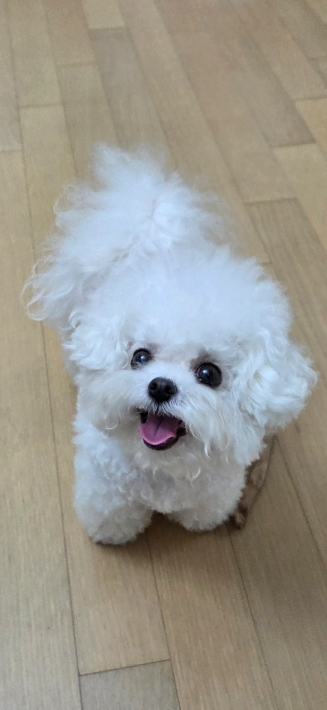 반려동물 청주에서 대구 데려다주실분
