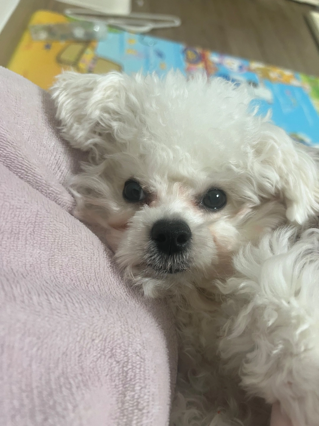 강아지 케어