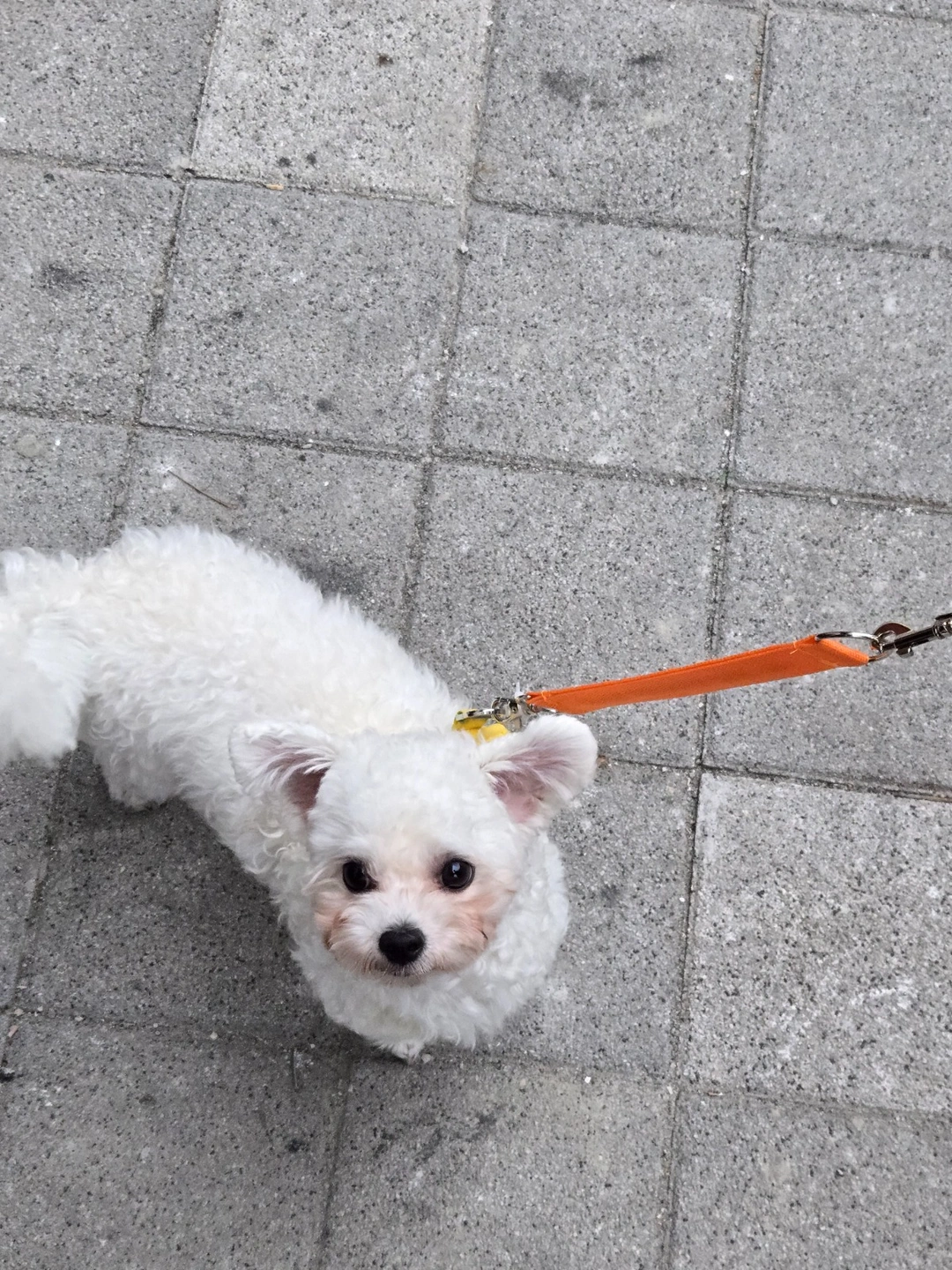 강아지 돌봄