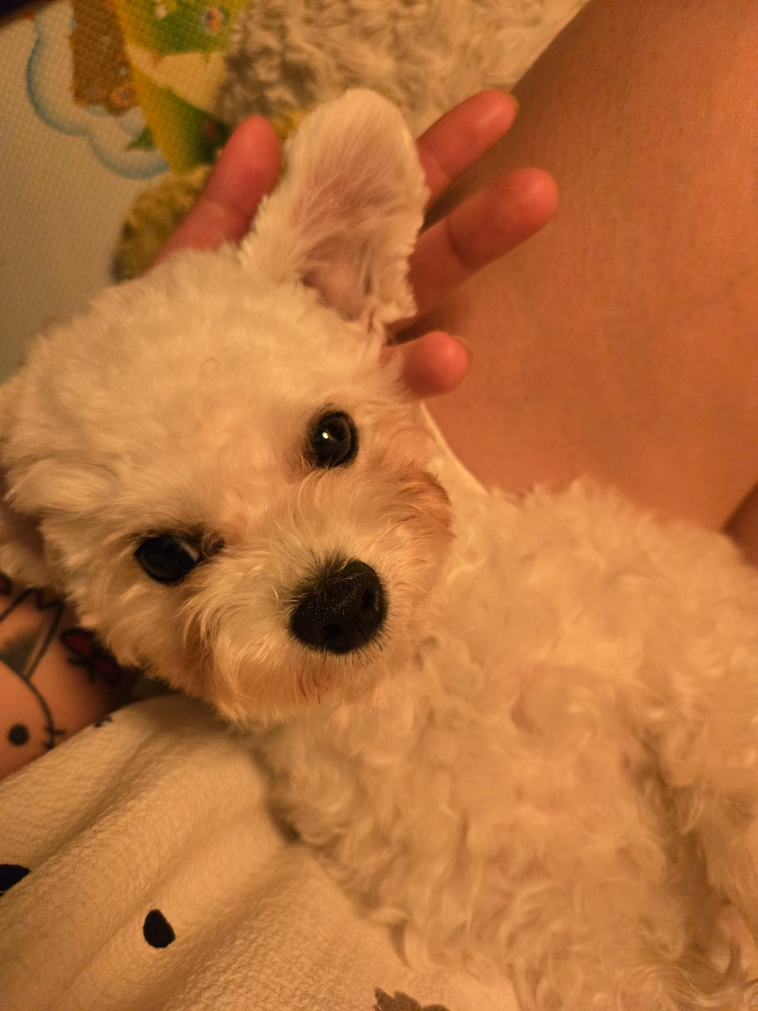 강아지 돌봄