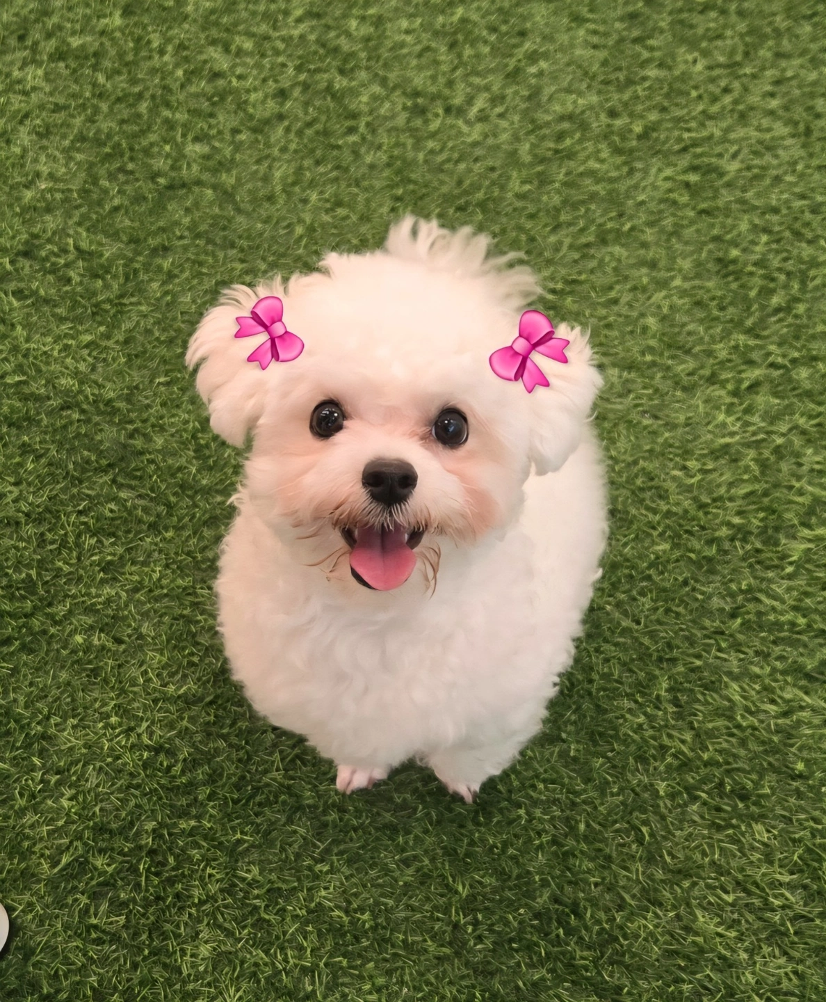 미니비숑 임보